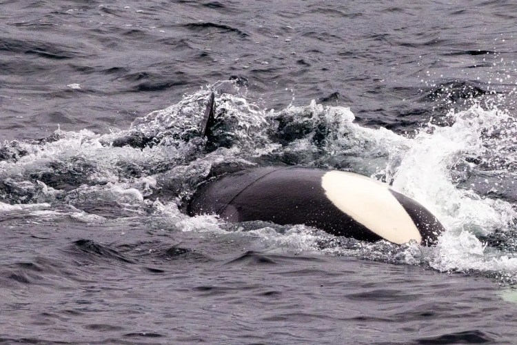 Orca breaching the water near Shetland, showcasing Shetland Wildlife.