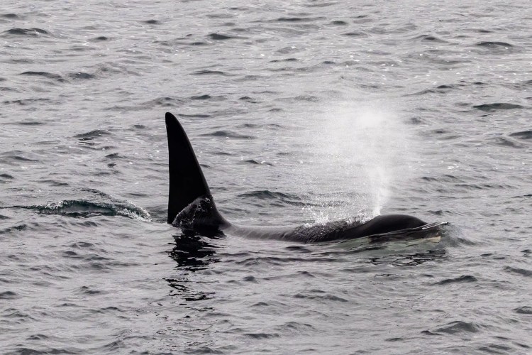 Orca surfacing in the Shetland Islands, blowing water. Shetland Wildlife.