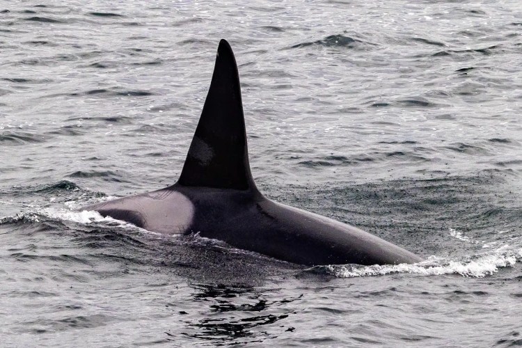 Orca dorsal fin breaking the surface of the water in Shetland.