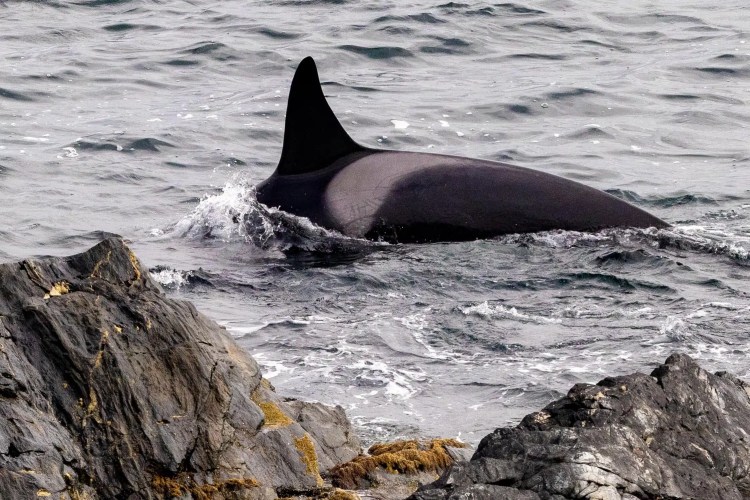 Orca whale swimming near rocky coastline in Shetland. Part of Shetland Wildlife series.