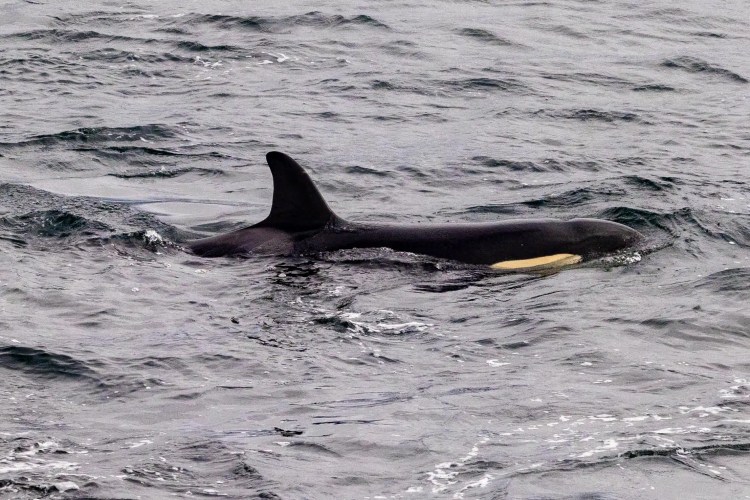 Orca swimming in the ocean; Shetland Wildlife.