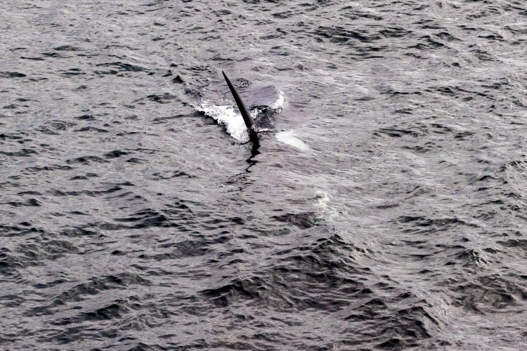 Orca's dorsal fin breaking the water's surface in Shetland.