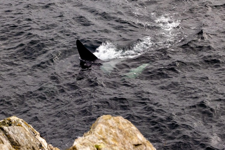 Orca whale fin breaking the surface of the water in Shetland.