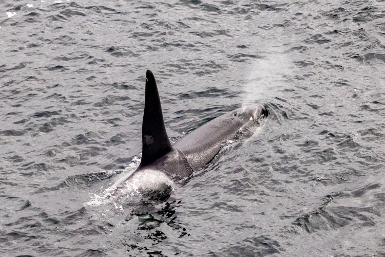 Orca whale surfacing in Shetland waters, breathing. Part of Shetland Wildlife series.