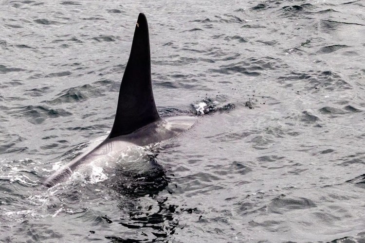 Orca's dorsal fin breaking the surface of the water in Shetland, a glimpse of Shetland wildlife.