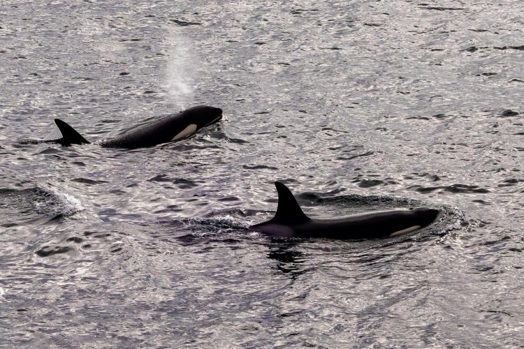 Two orcas swimming in the ocean, one spouting water, in Shetland Wildlife Part 3.