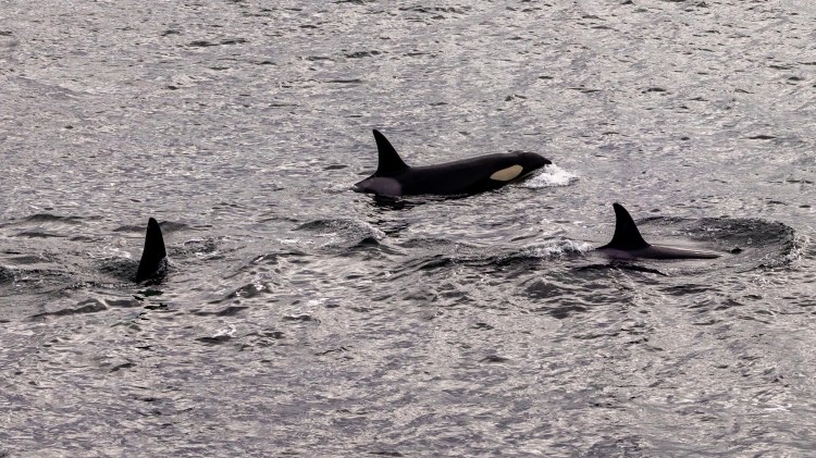 Orcas in Shetland waters, part of Shetland Wildlife. Killer whales swimming with dorsal fins visible.