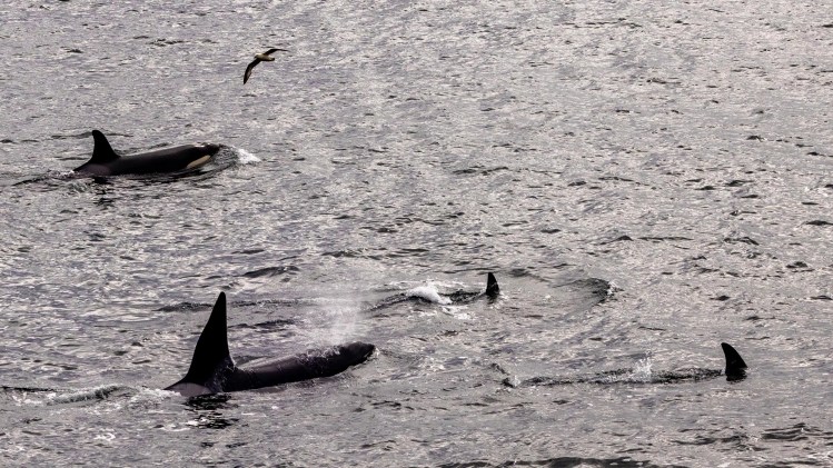 Orcas swimming in the ocean, Shetland Wildlife, with one bird flying overhead.