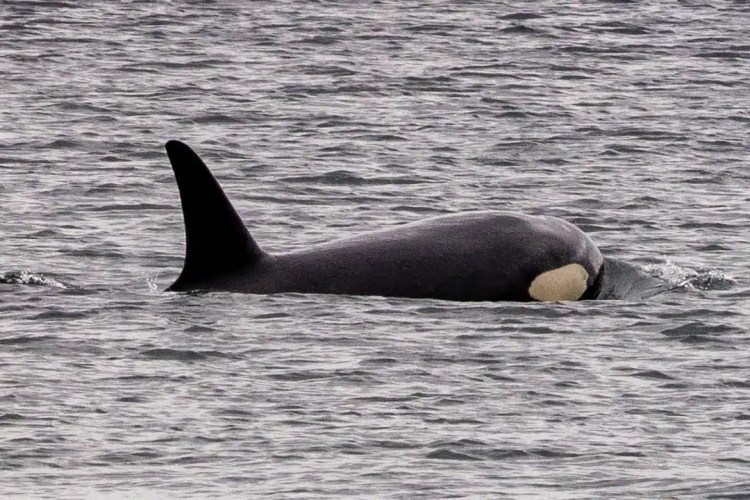 Orca surfacing in Shetland waters, showcasing Shetland Wildlife.
