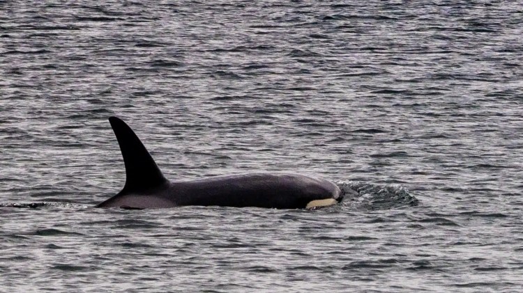 Orca surfacing in the ocean, a part of Shetland Wildlife.