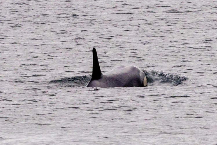 Orca whale surfaces in Shetland; fin visible. Part of Shetland Wildlife series.