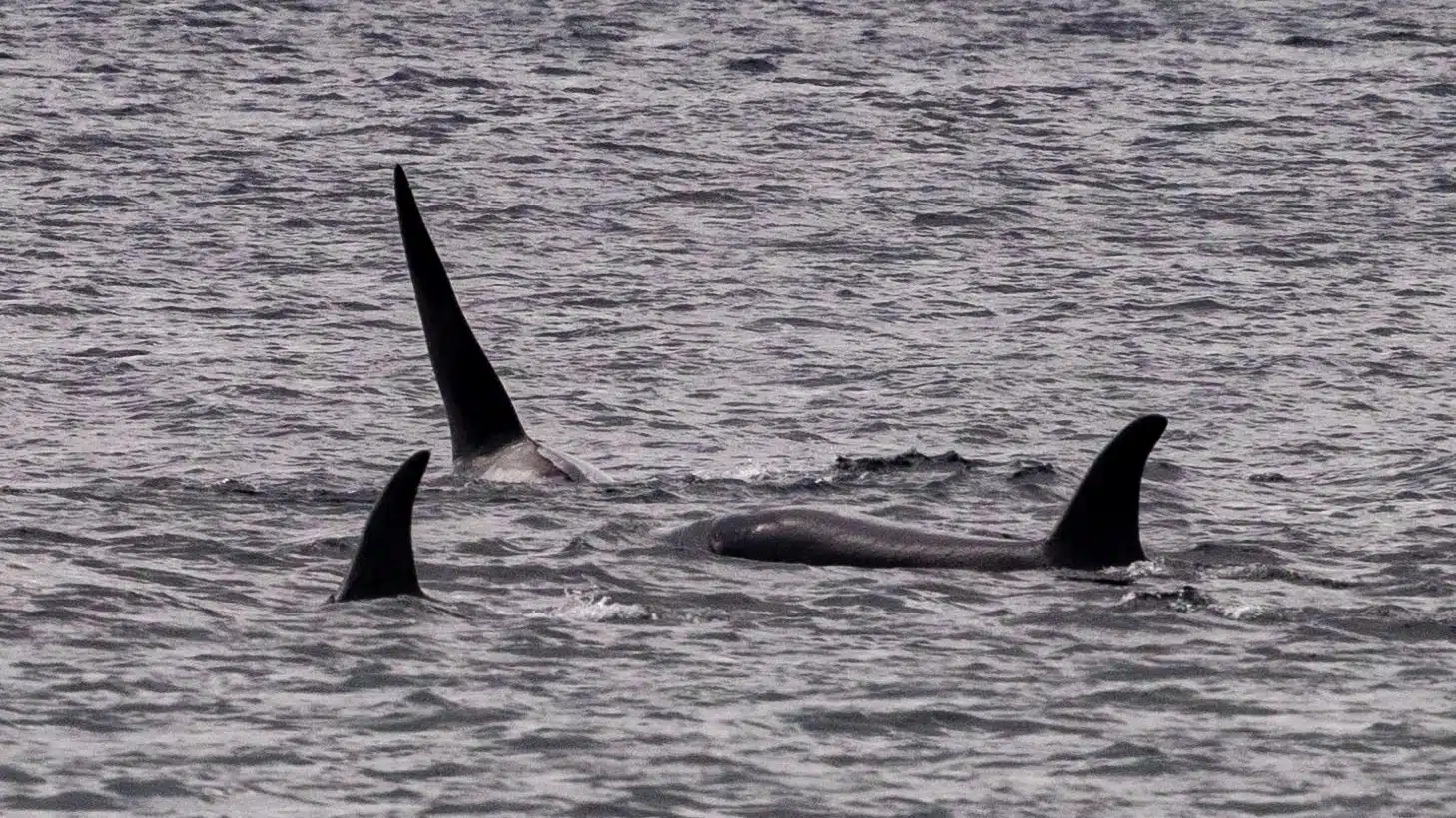 Orcas in the Shetland Islands, part of Shetland Wildlife.