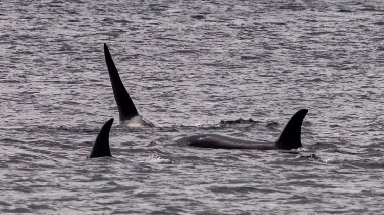 Orcas in the Shetland Islands, part of Shetland Wildlife.