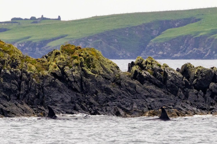 Orcas swimming near rocky Shetland coast. Wildlife of Shetland Part 3.