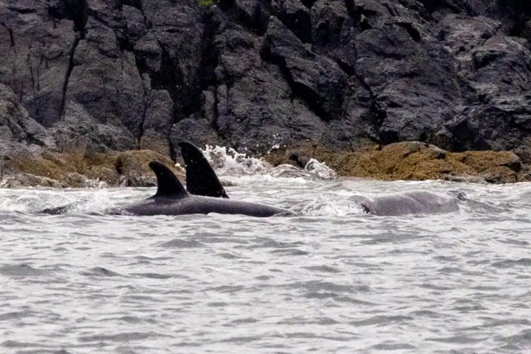 Orcas swimming in the sea near Shetland's rocky coast. Shetland Wildlife.