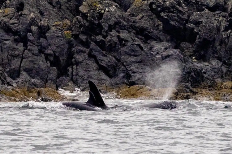 Orcas surfacing near rocky Shetland coastline, blowing spray.