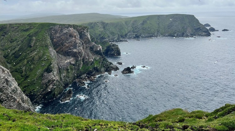 Dramatic cliffs of the North Isles, Shetland, teeming with seabirds. Lush green landscape meets the rugged coastline.