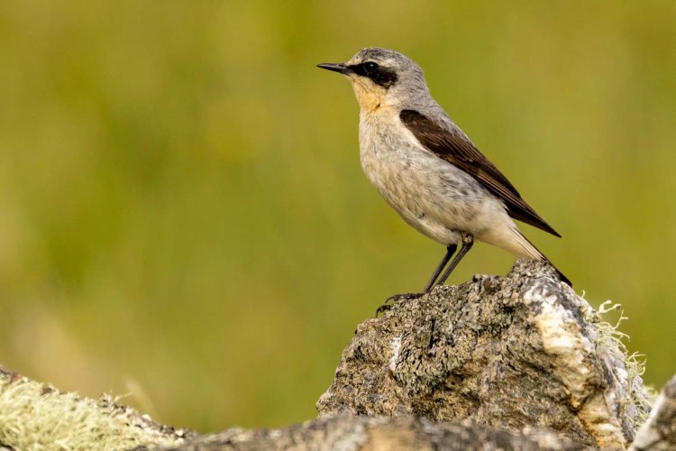 Northern wheatear perched on a rock in Shetland.