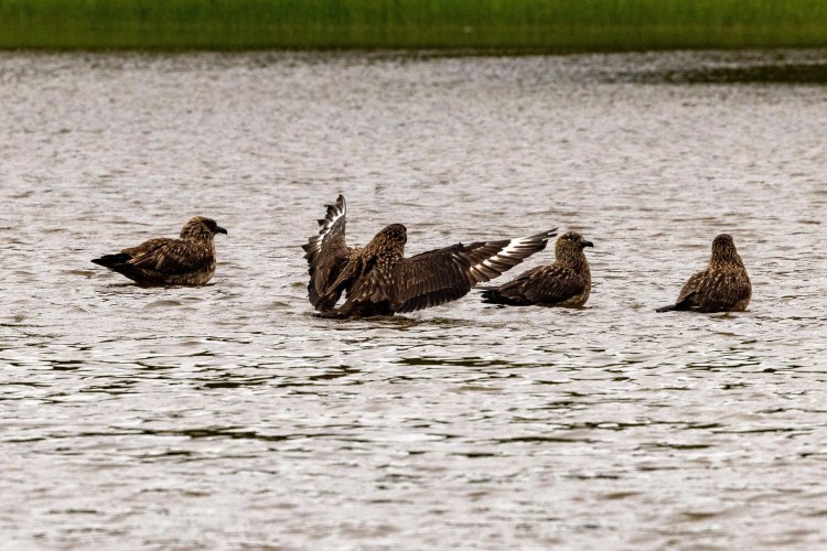 Four brown skua birds resting on the water, one with wings outstretched.