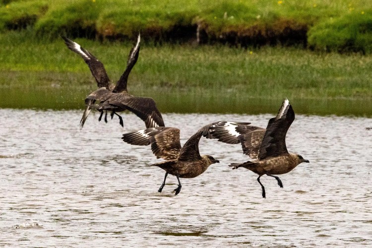 Shetland wildlife: Three skuas take flight over water in the North Isles.