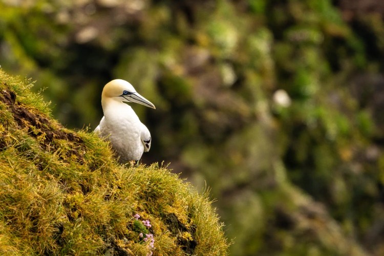Gannet bird perched on mossy cliff in Shetland. North Isles wildlife.