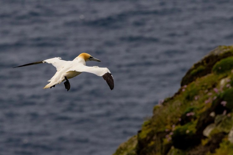 Gannet in flight near a rocky cliff in the North Isles, Shetland.