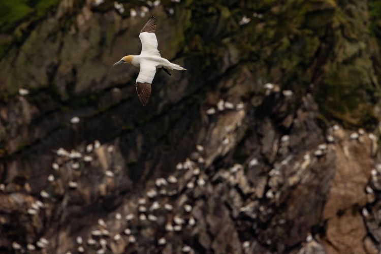 Gannet in flight over a Shetland cliff teeming with nesting birds. North Isles wildlife.