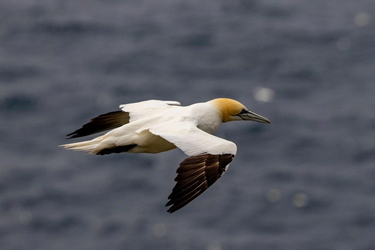 Gannet in flight over the North Isles of Shetland, showcasing Shetland wildlife.