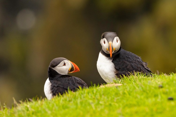 Two Atlantic puffins on green grass, Shetland wildlife.