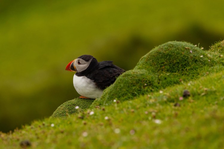 Puffin perched on a grassy hill in Shetland. North Isles wildlife.
