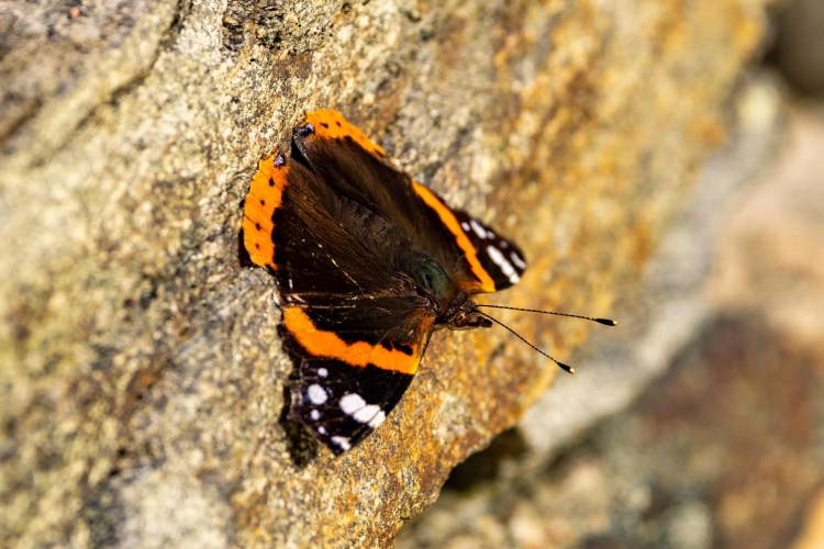 Red Admiral butterfly resting on a textured rock, Shetland wildlife.