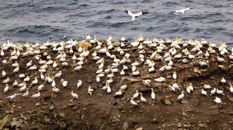 Gannet colony on a cliff in the North Isles, Shetland. Seabirds nesting.