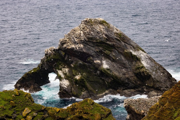 Shetland Islands rock formation with a natural archway, teeming with nesting seabirds.