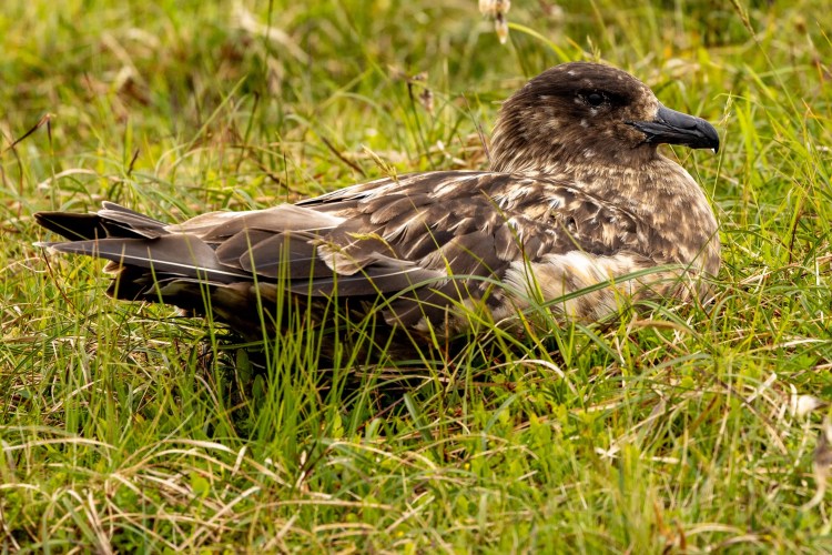 Great Skua resting in green grass. Shetland wildlife.
