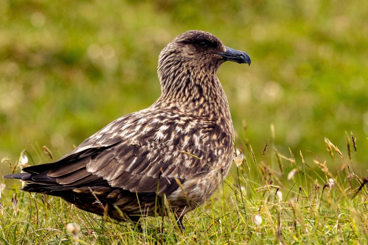 Great Skua in Shetland, North Isles. Brown seabird standing in green grass.