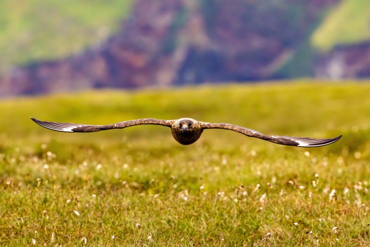 Golden eagle in flight over a grassy field in the North Isles, Shetland.