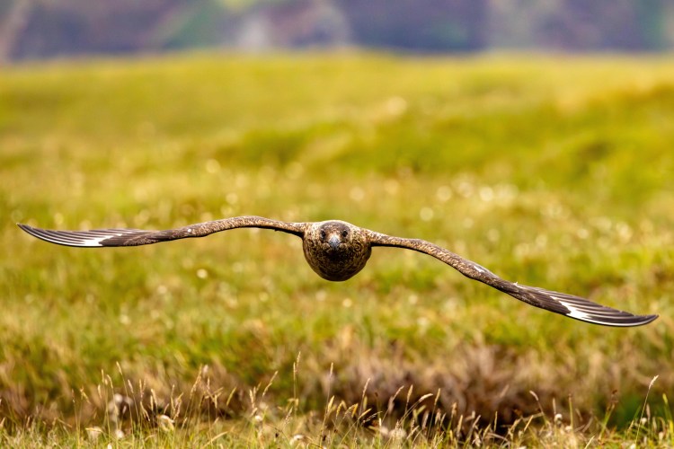 Great Skua in flight over a grassy field in the North Isles, Shetland.