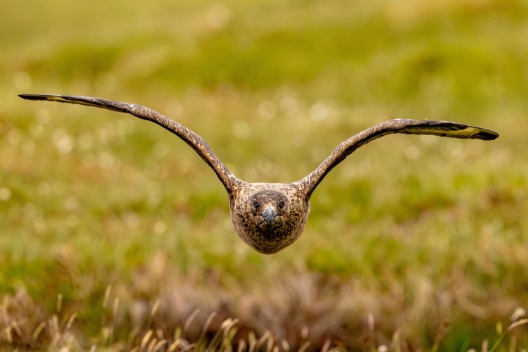 Great Skua in flight, Shetland Islands.