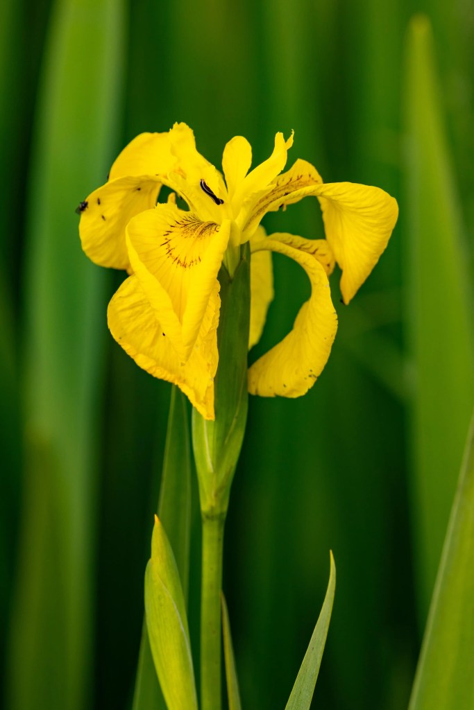 Yellow Iris flower close-up, common in Shetland wildlife areas.