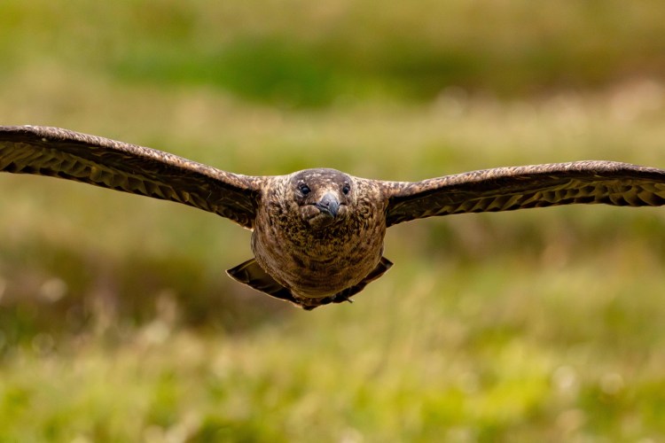 Great Skua in flight over Shetland. North Isles wildlife.