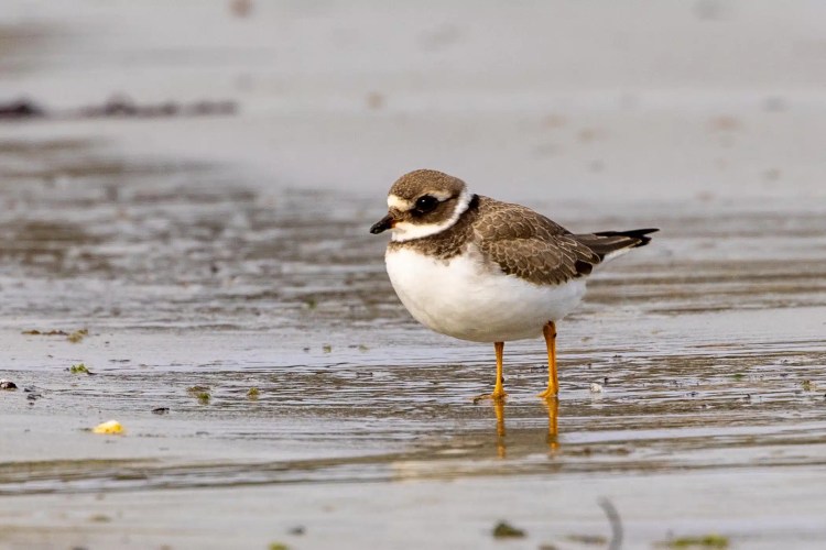Shetland Wildlife: A ringed plover standing on a wet, sandy beach.