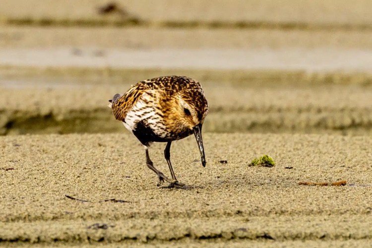 Dunlin bird foraging on a sandy beach in the North Isles, Shetland.