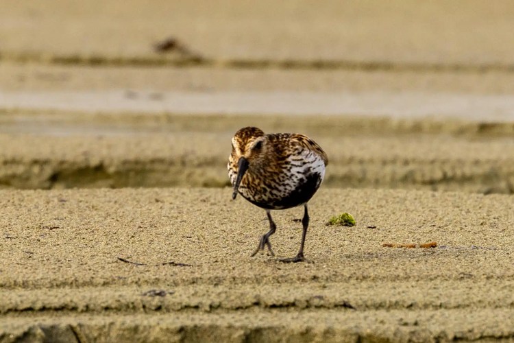 Dunlin in breeding plumage foraging on a sandy beach in the North Isles of Shetland.