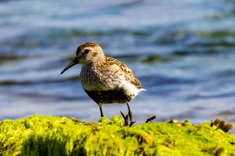 Dunlin on seaweed, Shetland. A small shorebird with speckled plumage stands on green algae near the ocean.