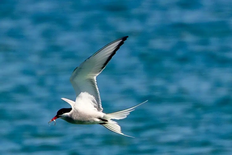 Arctic tern in flight over blue water with a fish in its beak, Shetland Wildlife.