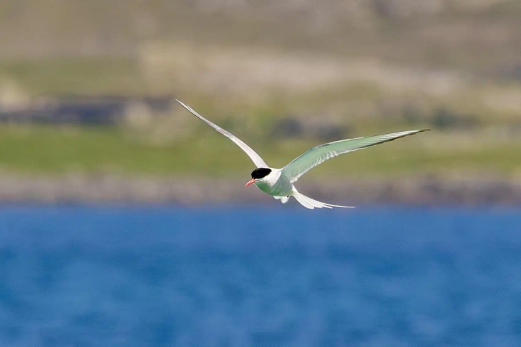 Arctic Tern in flight over blue water, Shetland Wildlife.