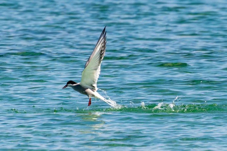 Arctic Tern catching fish in the North Isles, Shetland. Wildlife in action, splashing water.