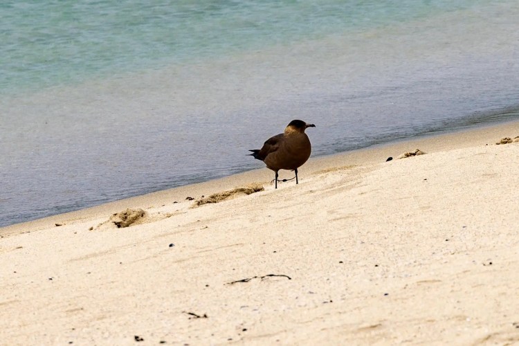 Brown skua on a sandy beach in the North Isles of Shetland.