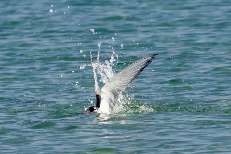 Arctic tern diving into the water in Shetland, creating a splash. Shetland wildlife.