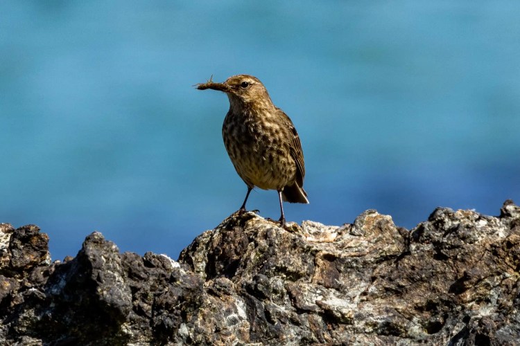 Shetland Wildlife: Eurasian Rock Pipit with insect on rocky outcrop.